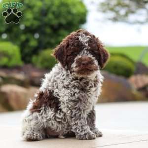 Bluey, Lagotto Romagnolo Puppy